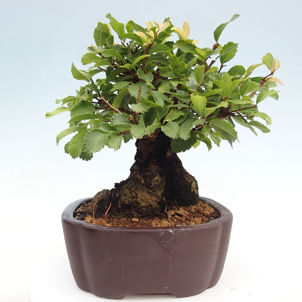 Venkovní bonsai - Zelkova - Zelkova serrata