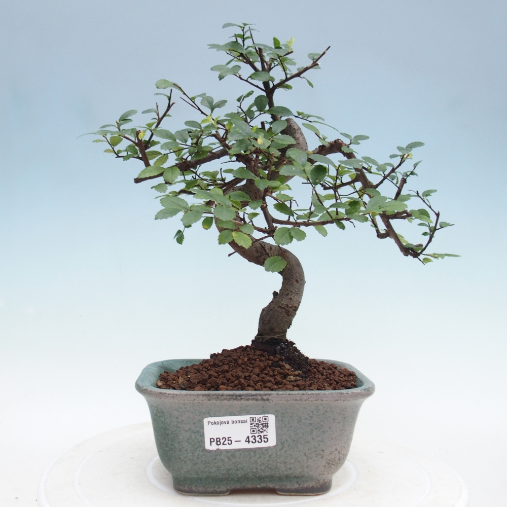 Pokojová bonsai - Ulmus parvifolia - Malolistý jilm