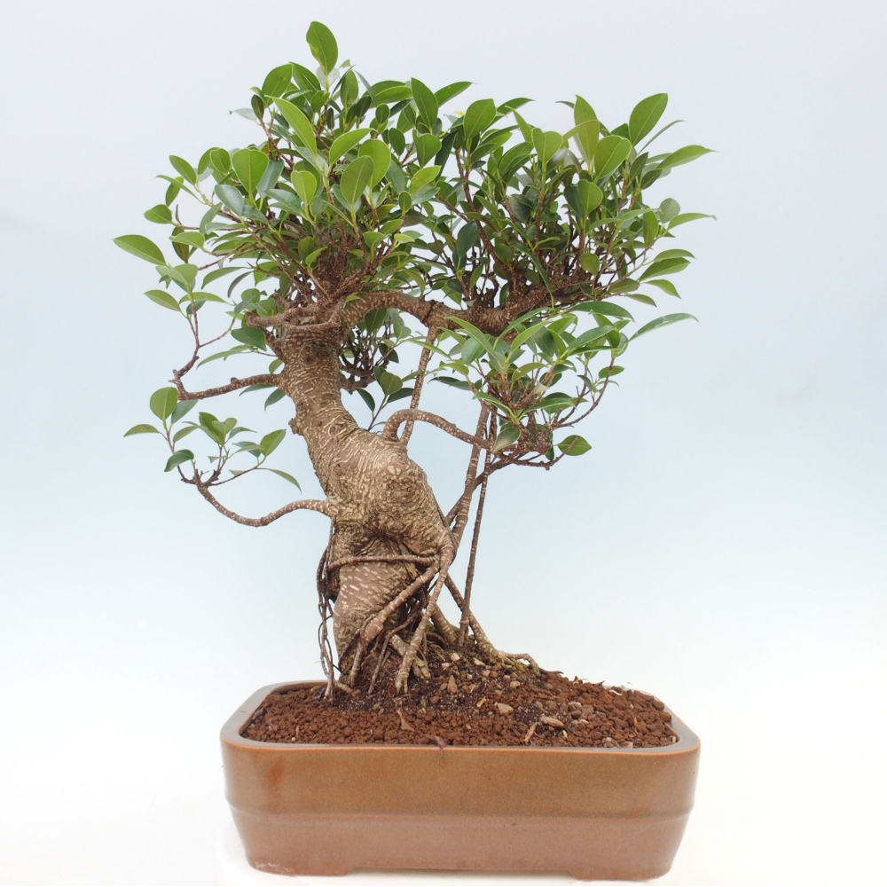 Pokojová bonsai - Ficus kimmen -  malolistý fíkus