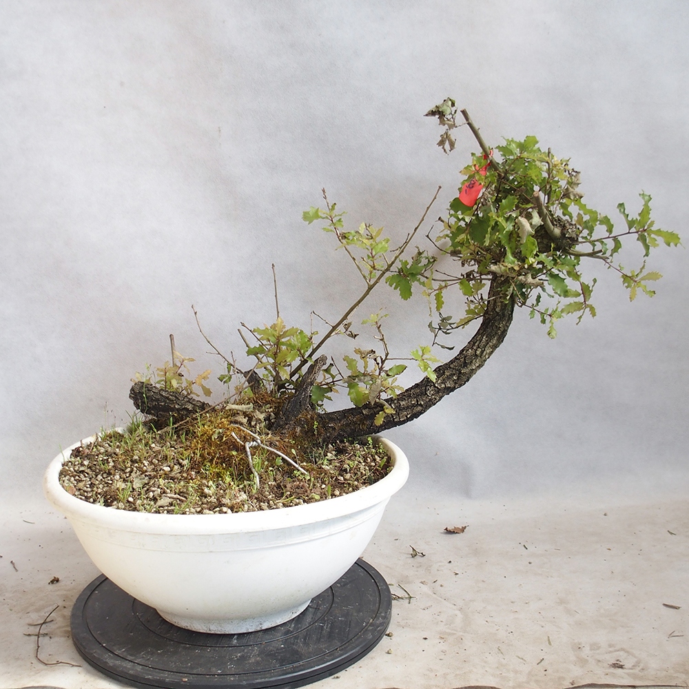Venkovní bonsai Quercus Cerris - Dub Cer
