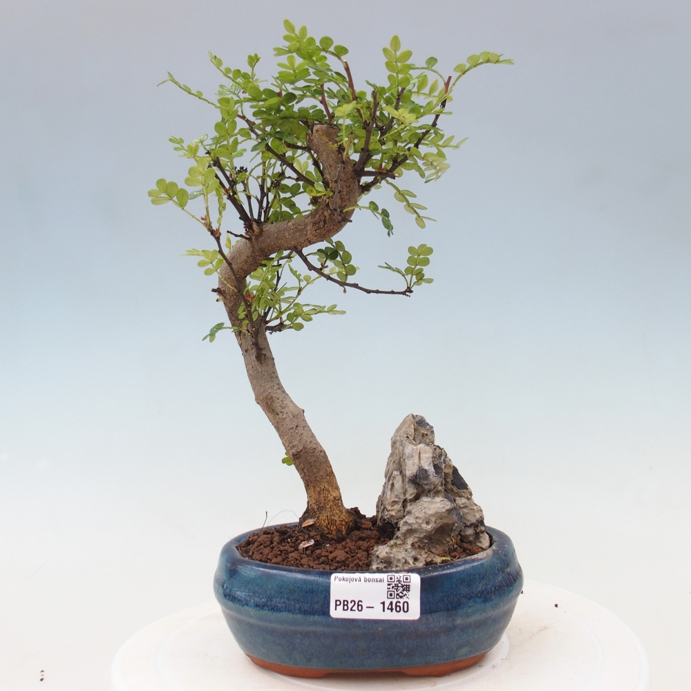 Pokojová bonsai - Zantoxylum piperitum - Pepřovník