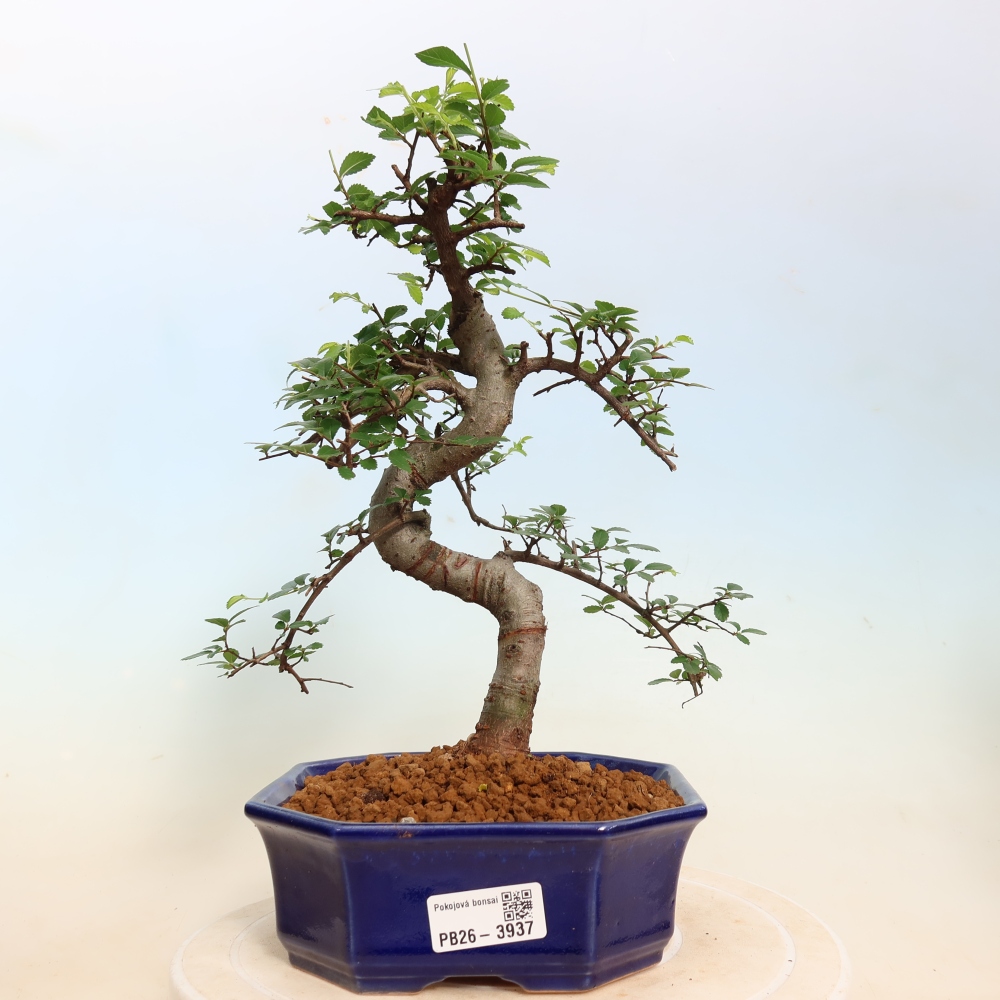 Pokojová bonsai - Ulmus parvifolia - Malolistý jilm