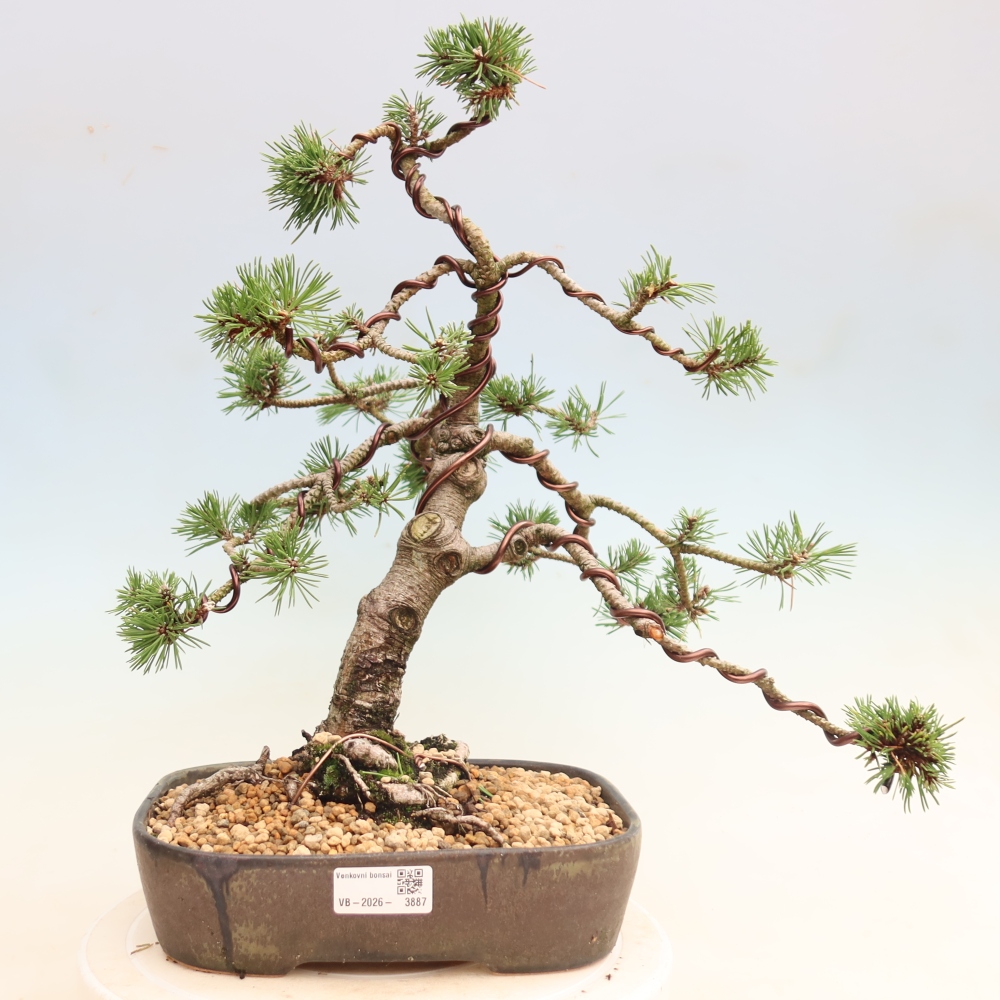 Venkovní bonsai - Pinus mugo Humpy  - Borovice kleč