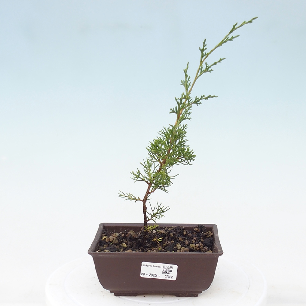 Venkovní bonsai - Juniperus chinensis Itoigawa -Jalovec čínský