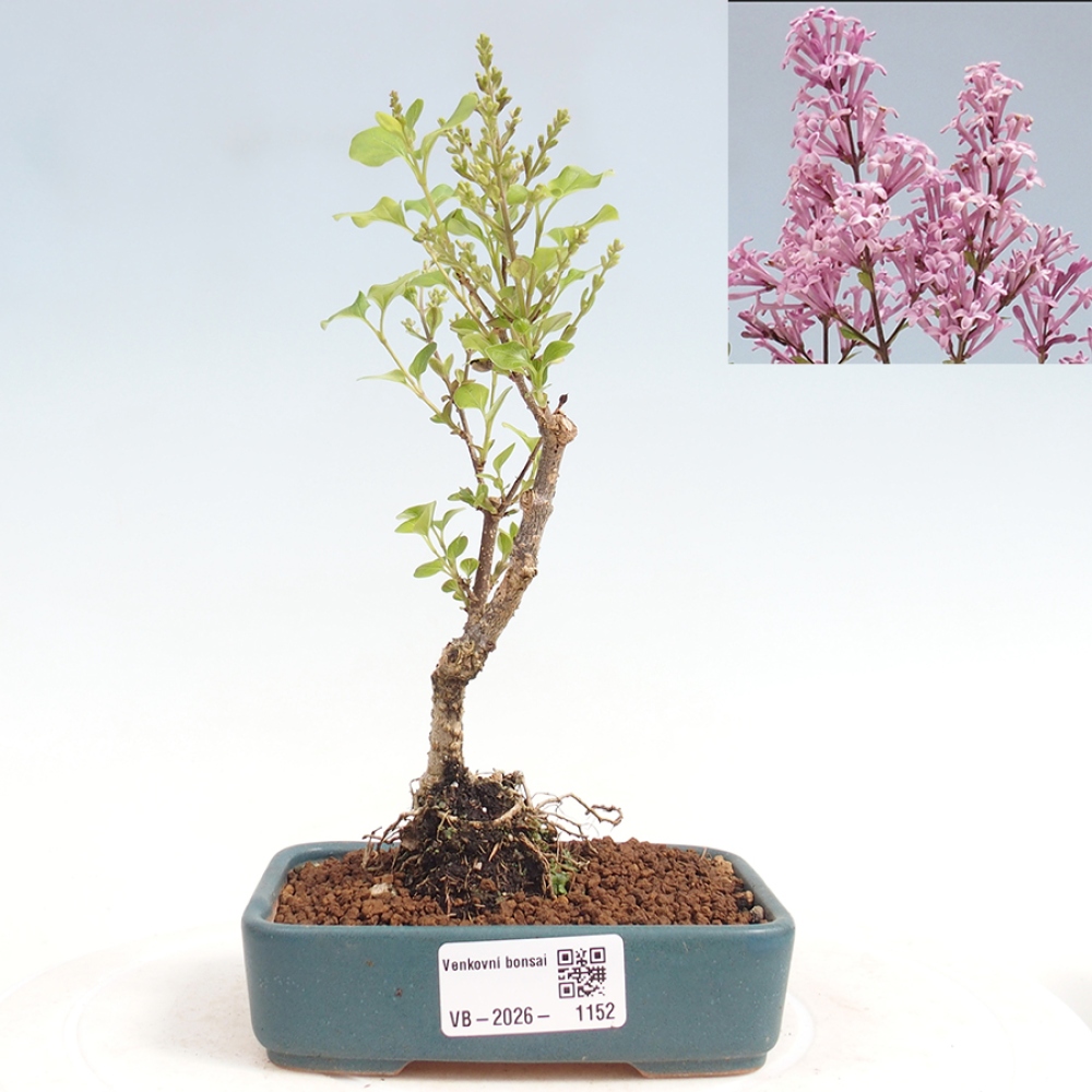 Venkovní bonsai - Syringa Meyeri Palibin - Šeřík Meyerův