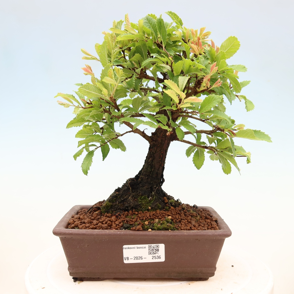 Venkovní bonsai - Zelkova - Zelkova NIRE