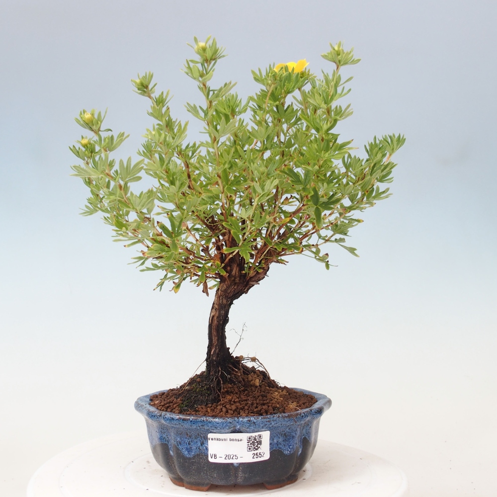 Venkovní bonsai-Mochna křovitá - potentila fruticosa yellow Bird