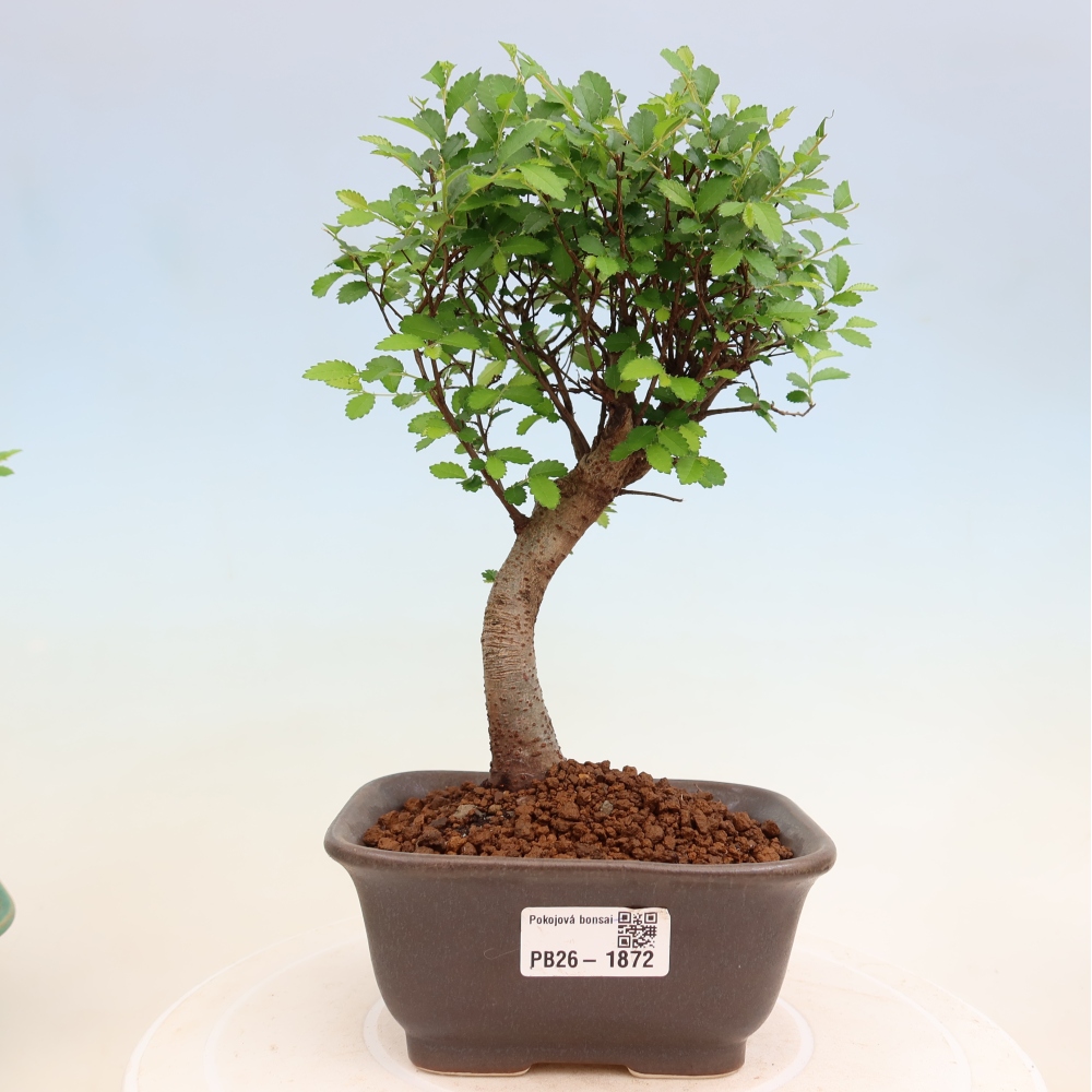 Pokojová bonsai - Ulmus parvifolia - Malolistý jilm