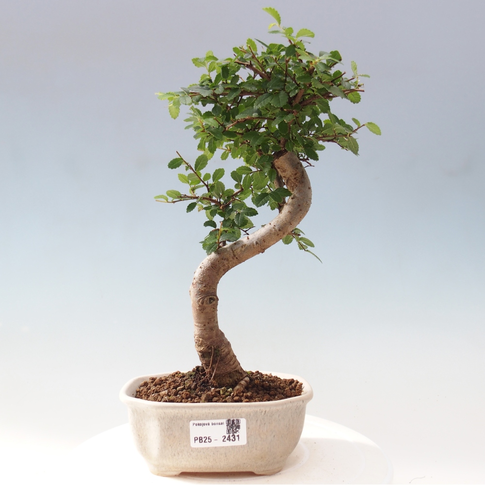 Pokojová bonsai-Malolistý jilm 