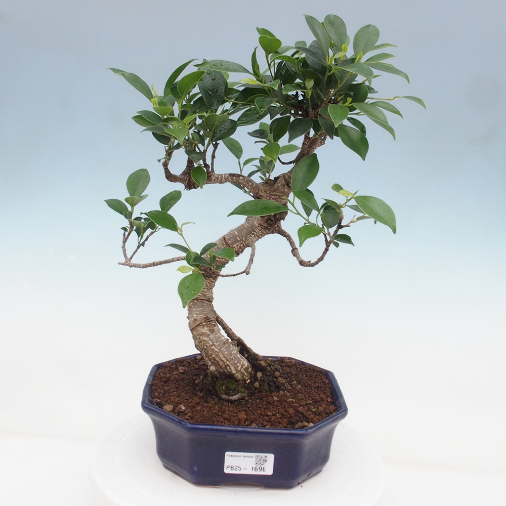 Pokojová bonsai - Ficus retusa -  malolistý fíkus