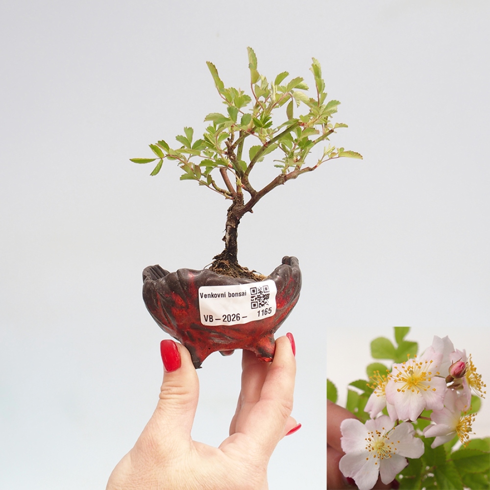 Venkovní bonsai - Rosa sp. - malokvětá růže