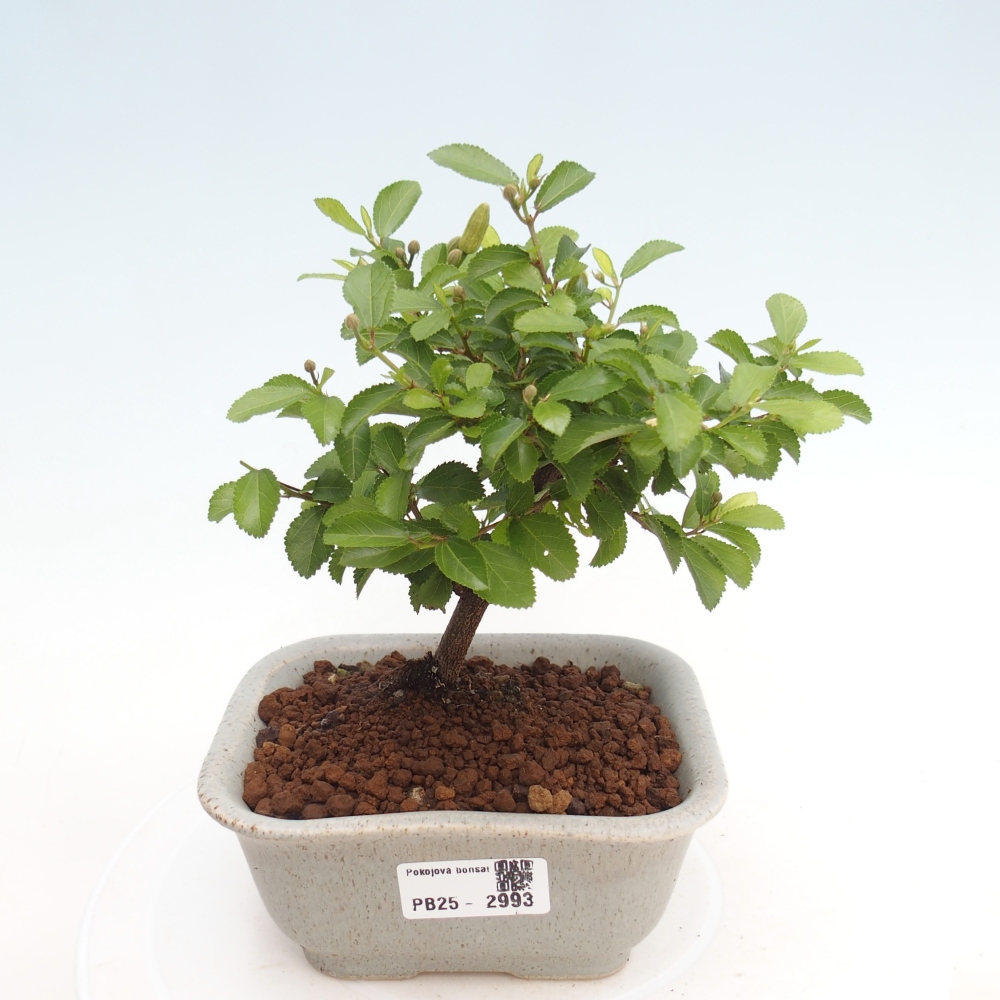 Pokojová bonsai - Grewia occidentalis - Hvězdice levandulová