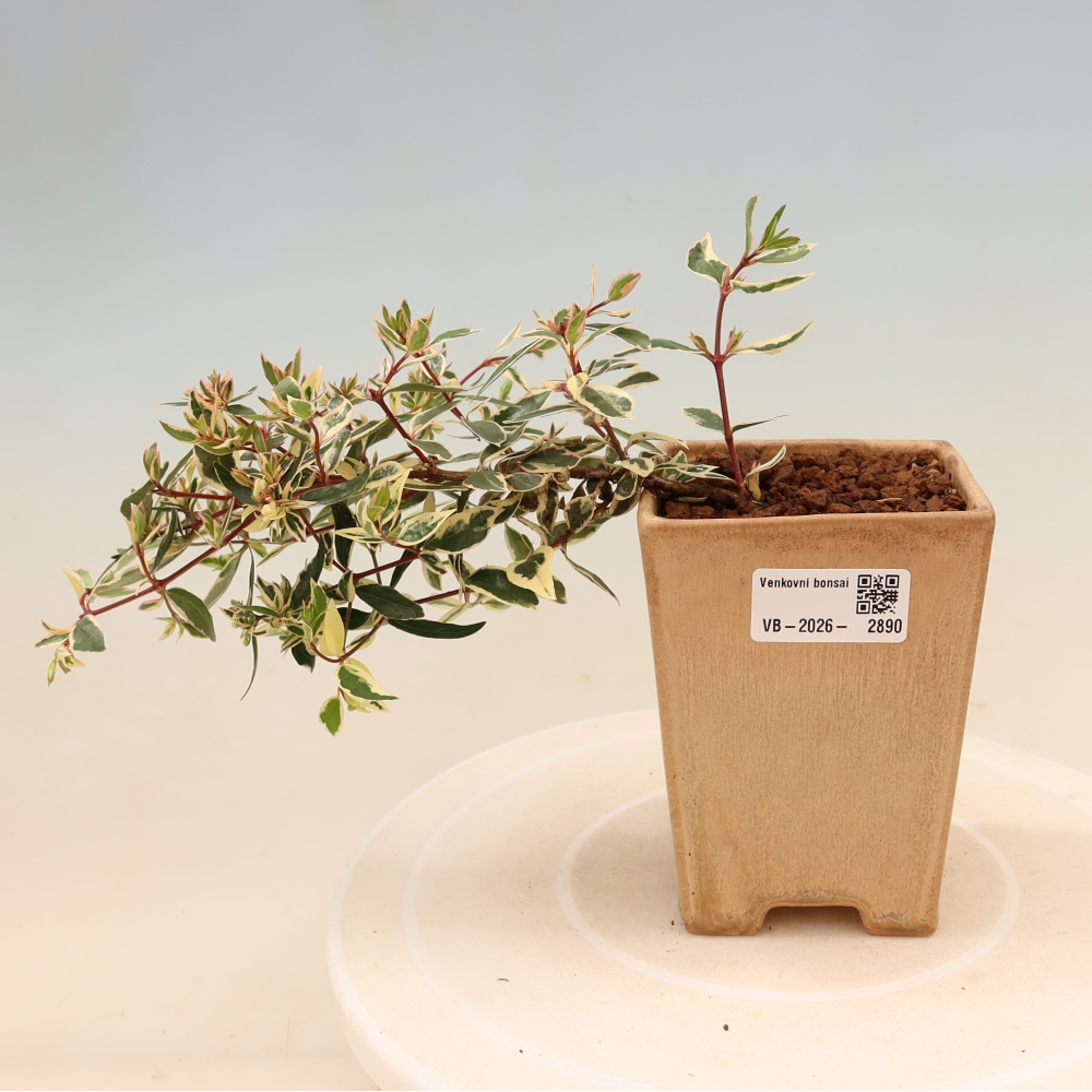 Venkovní bonsai - Abelia gr. Confetti - Abélie velkokvětá