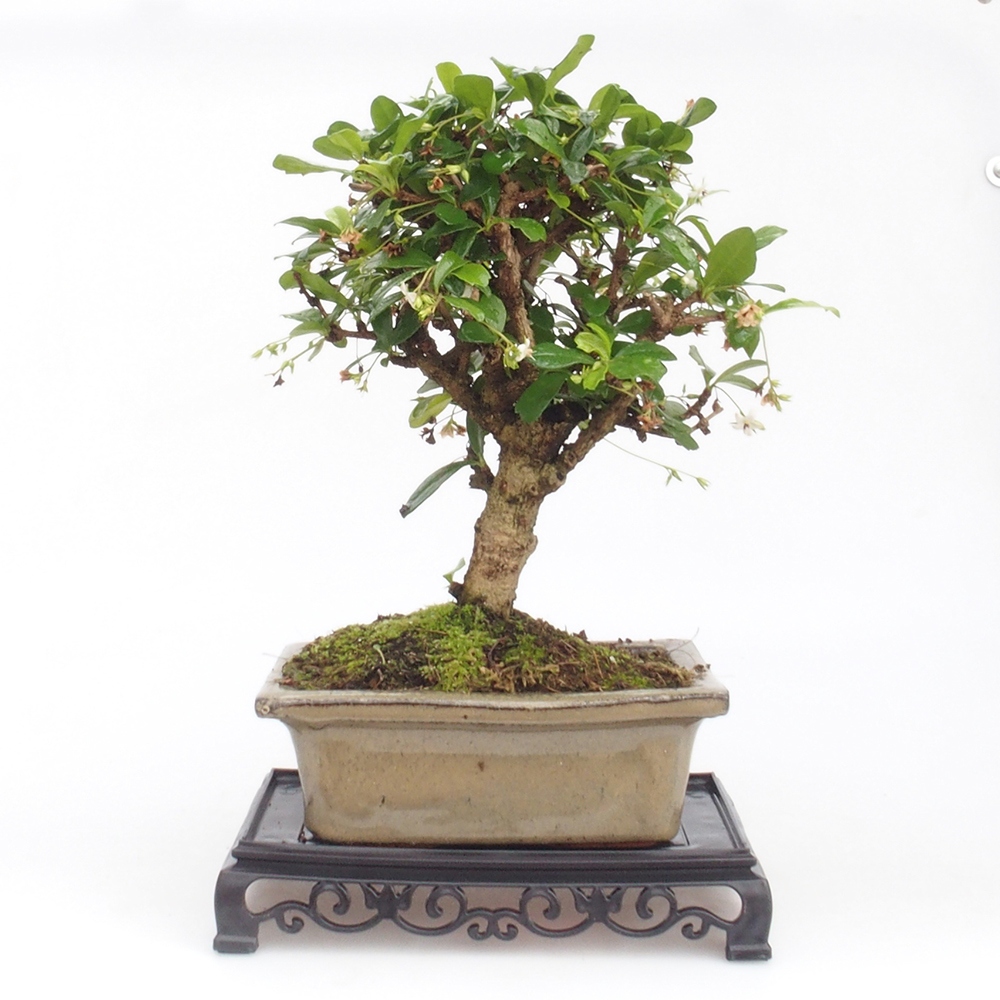 Bonsai stolek plastový obdélník 18 x 12 x 3,5 cm, barva černá