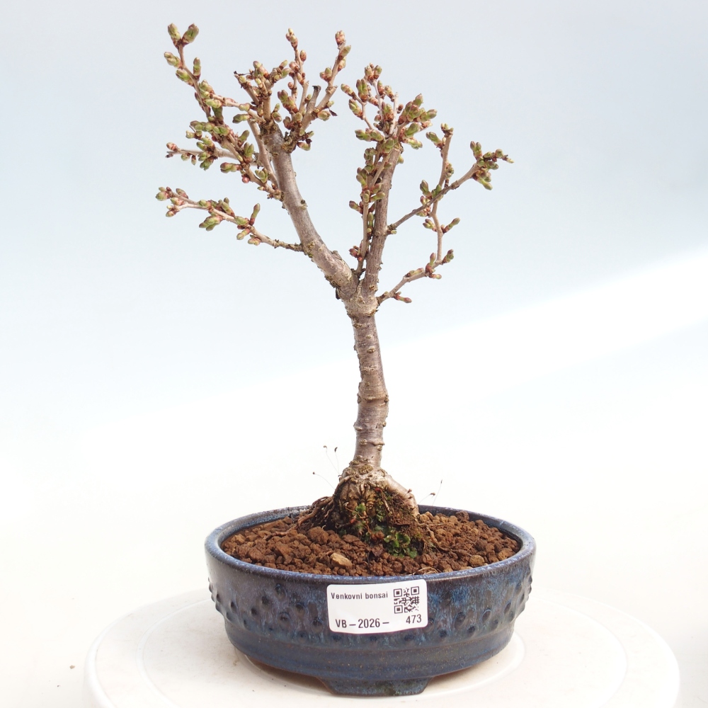 Venkovní bonsai - Prunus incisa Kojou-no mai-Slivoň vyříznutá