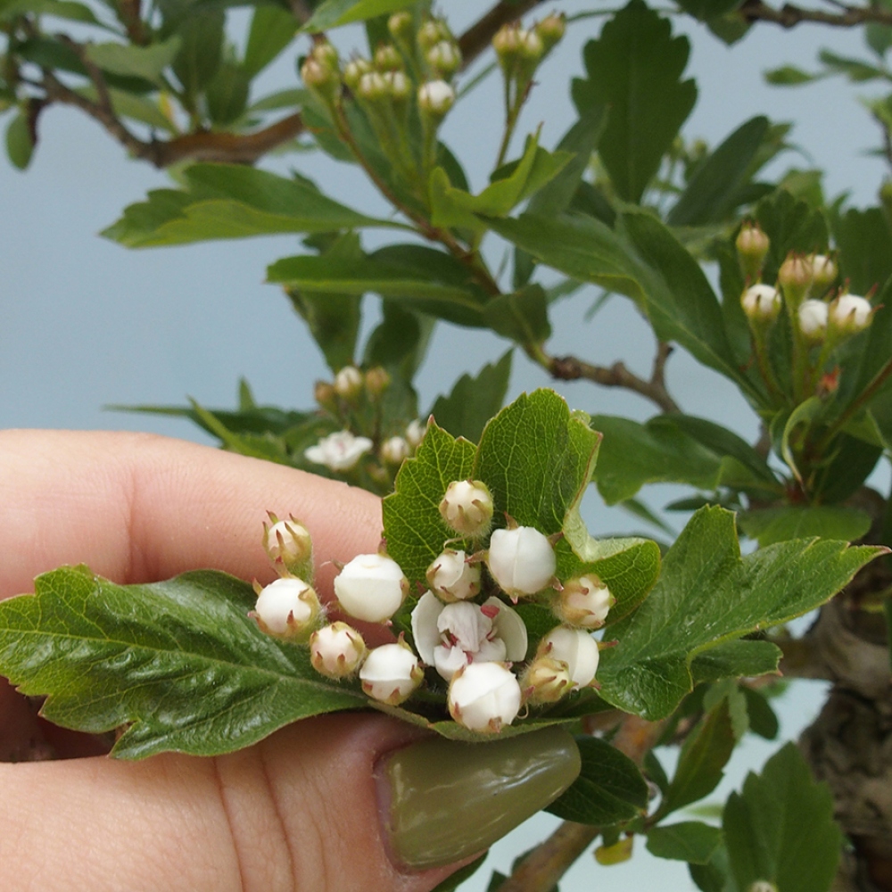 Venkovní bonsai - Hloh klínovitý - Crataegus cuneata