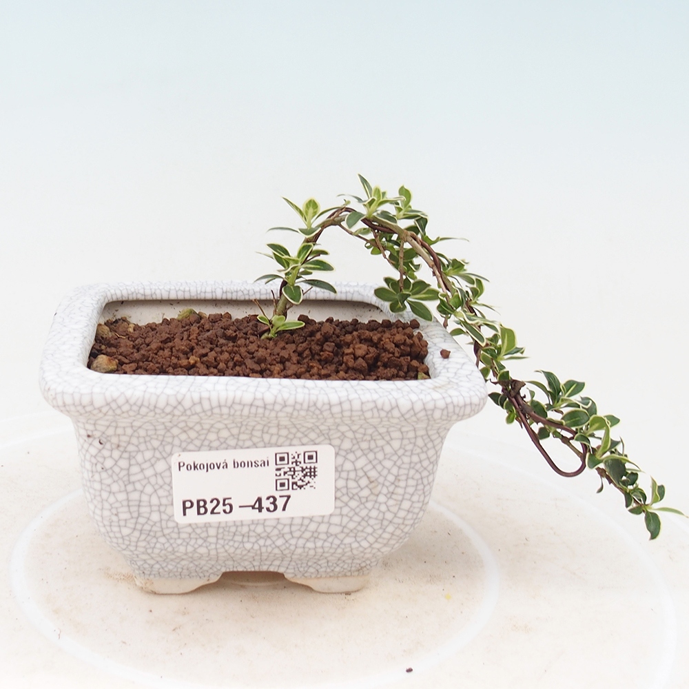 Pokojová bonsai - Serissa foetida Variegata - Strom tisíce hvězd