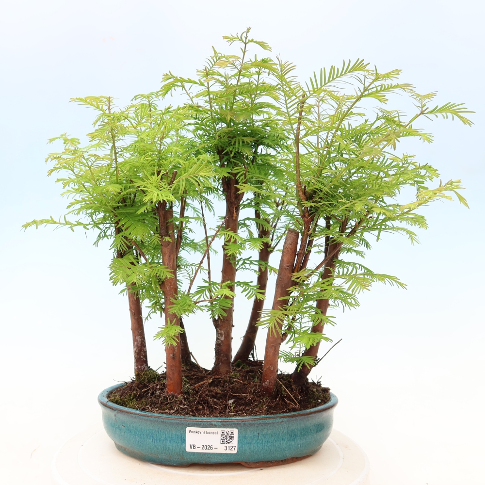 Venkovní bonsai - Metasequoia glyptostroboides - Metasekvoje čínská - lesík