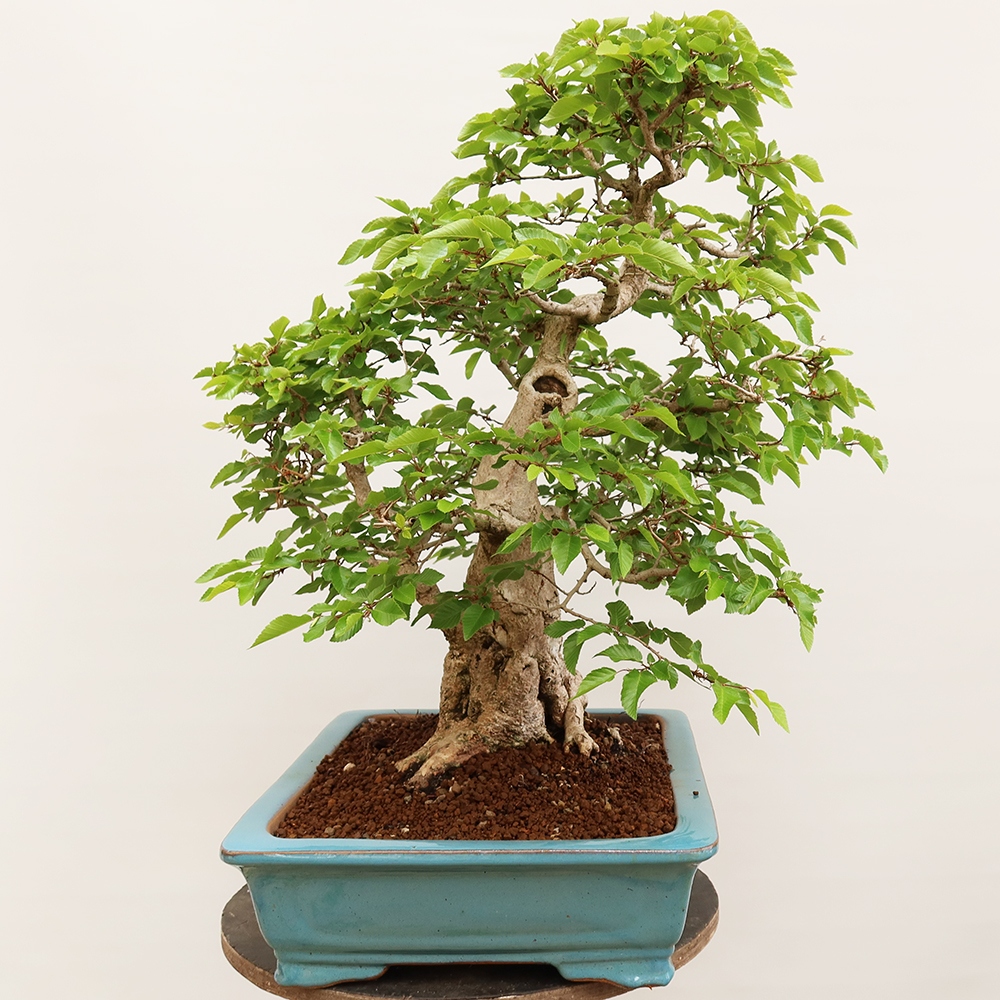 Venkovní bonsai -Carpinus Coreana - Habr korejský