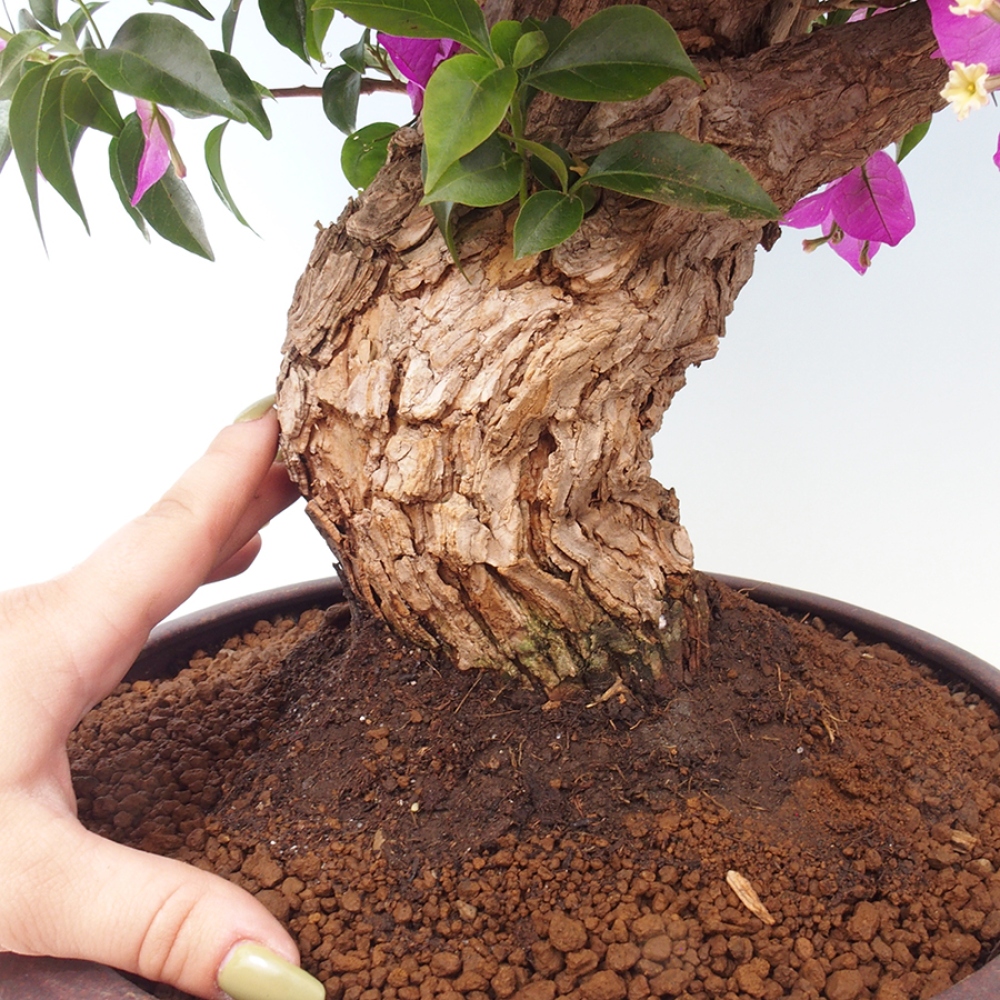 Pokojová bonsai - Bouganwilea