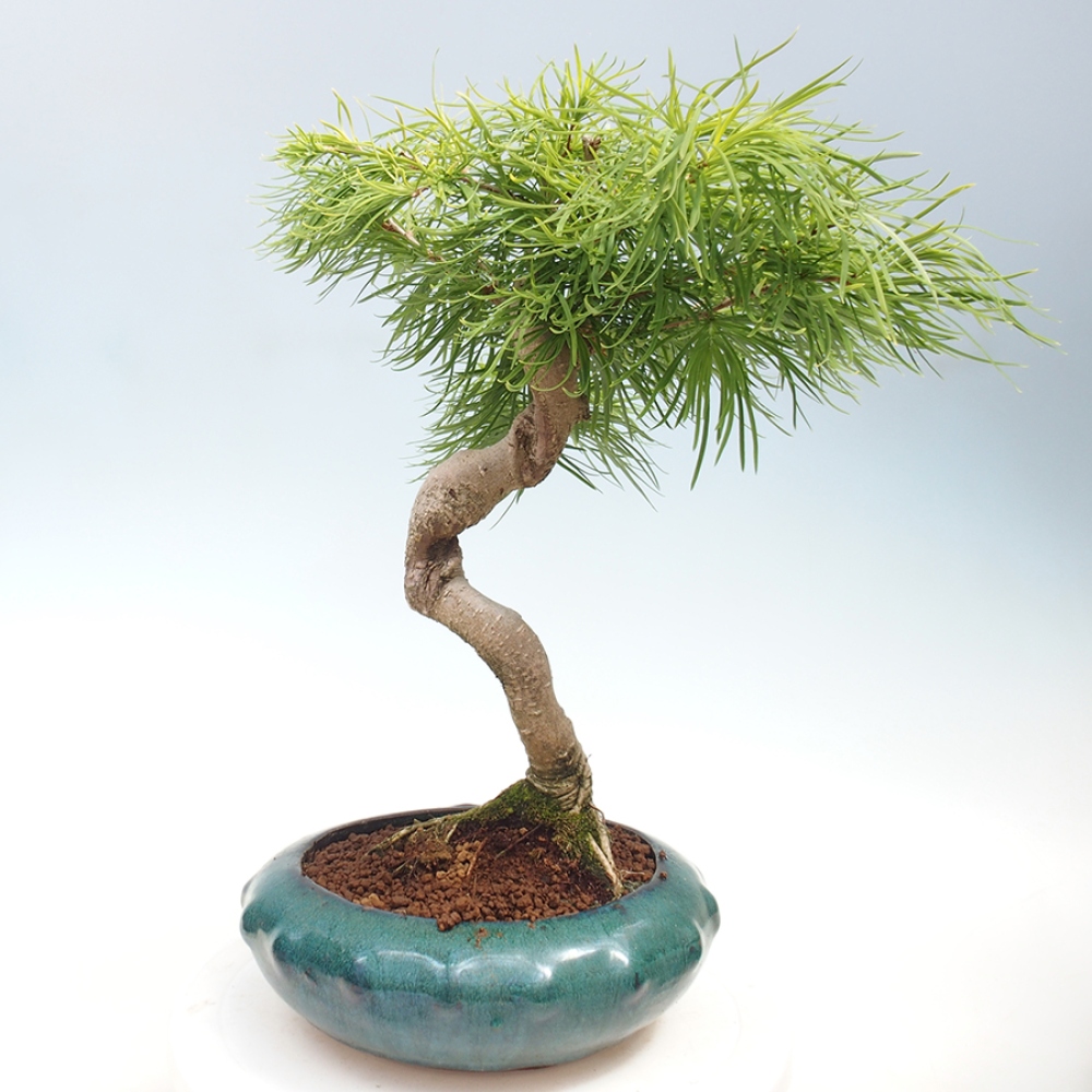 Venkovní bonsai - Pamodřín - Pseudolarix amabis