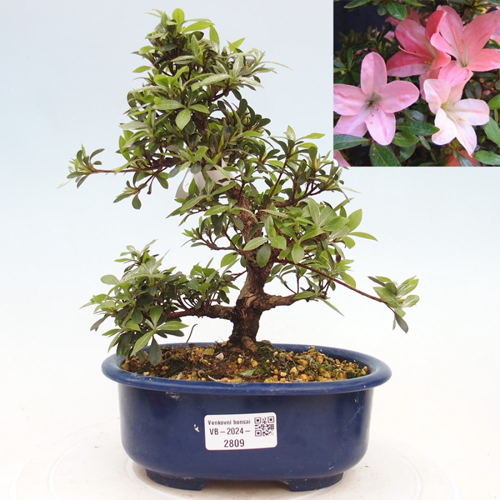 Venkovní bonsai - Japonská azalka - Azalea Nikko