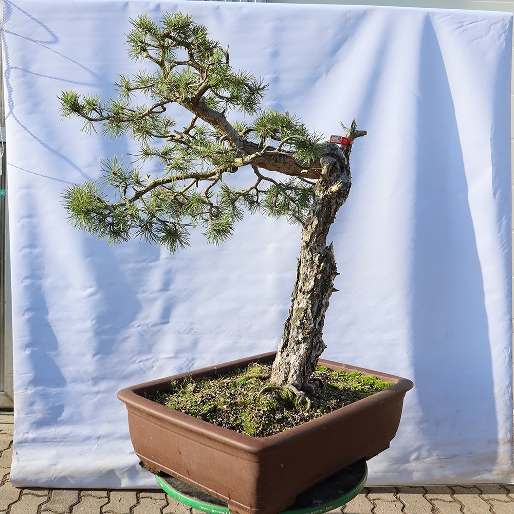 Pinus sylvestris Španělsko - borovice lesní