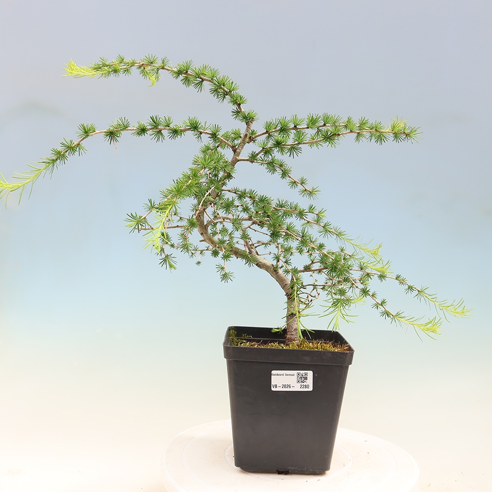 Venkovní bonsai -Larix decidua - Modřín opadavý 