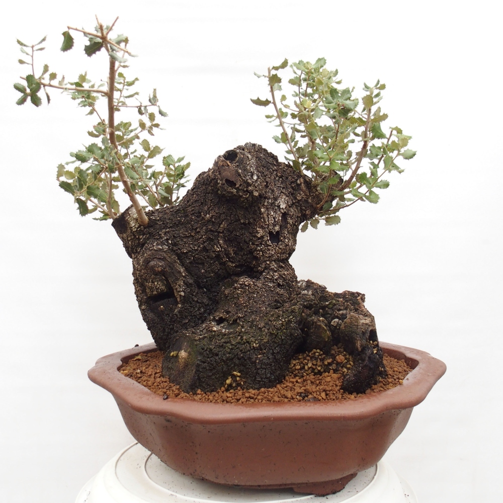 Yamadori - Quercus Ilex -Dub cesmínovitý