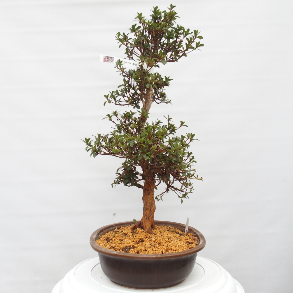 Venkovní bonsai - Japonská azalka - Azalea Hanatsuzuri