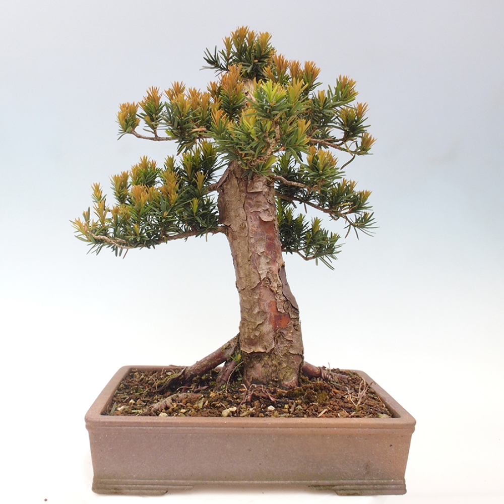 Venkovní bonsai - Taxus cuspidata  - Tis japonský