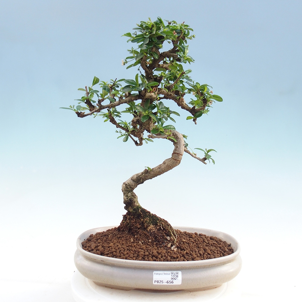 Pokojová bonsai - Carmona macrophylla - Čaj fuki