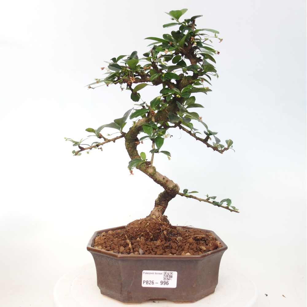 Pokojová bonsai - Carmona macrophylla - Čaj fuki