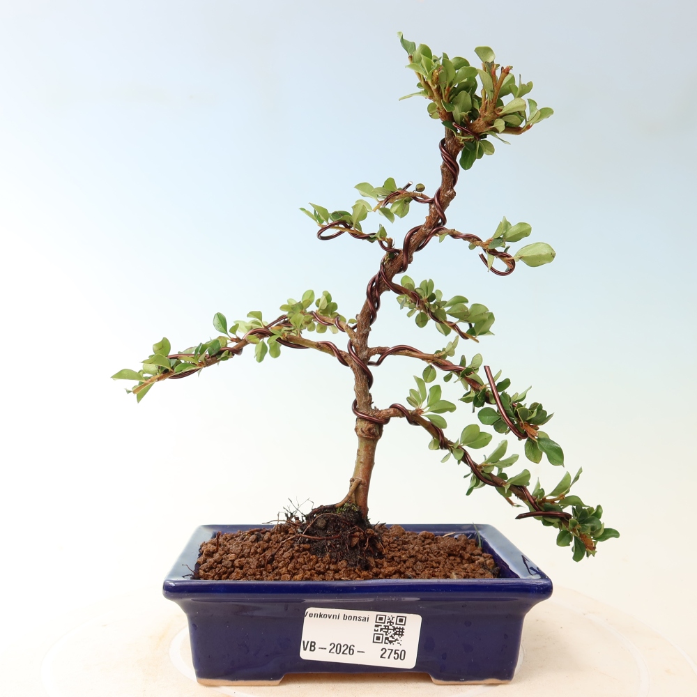 Venkovní bonsai - Cotoneaster horizontalis - Skalník
