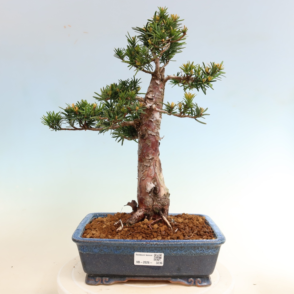 Venkovní bonsai - Taxus cuspidata  - Tis japonský