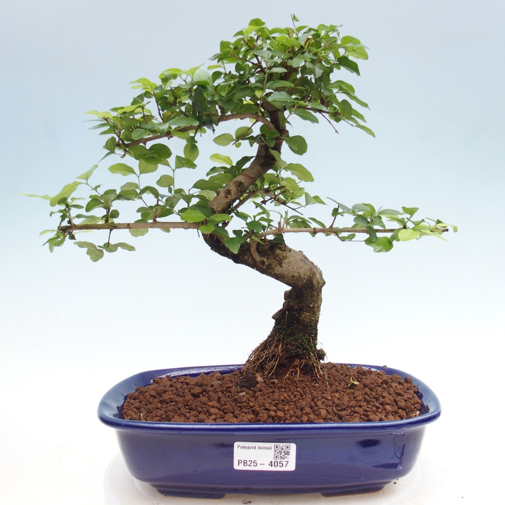 Pokojová bonsai -Ligustrum chinensis - Ptačí zob