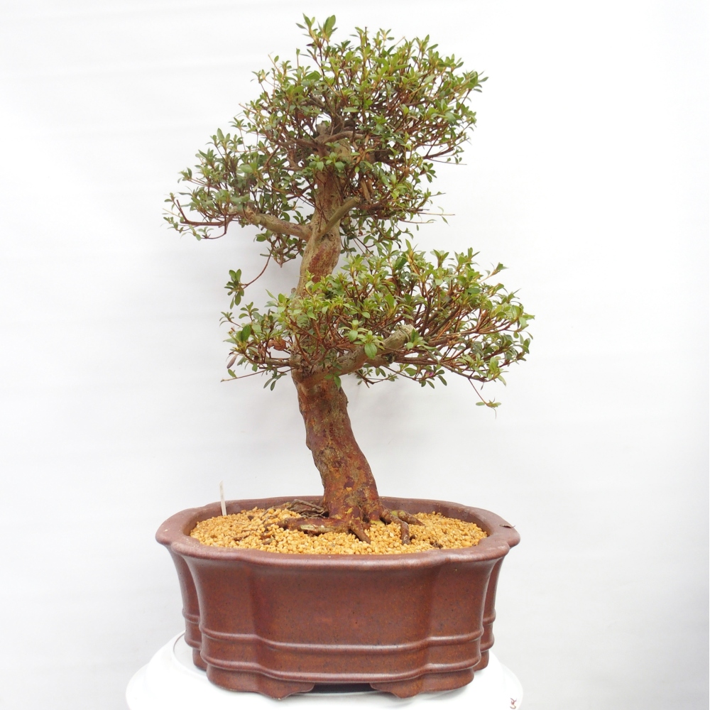 Venkovní bonsai - Japonská azalka - Azalea Miyabihime
