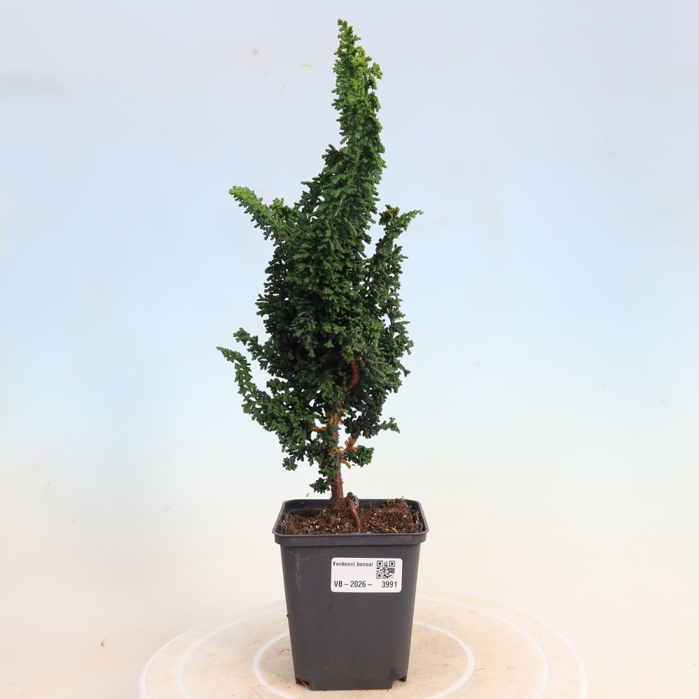Venkovní bonsai - Cham. obtusa SEKKA HINOKI - Cypřišek