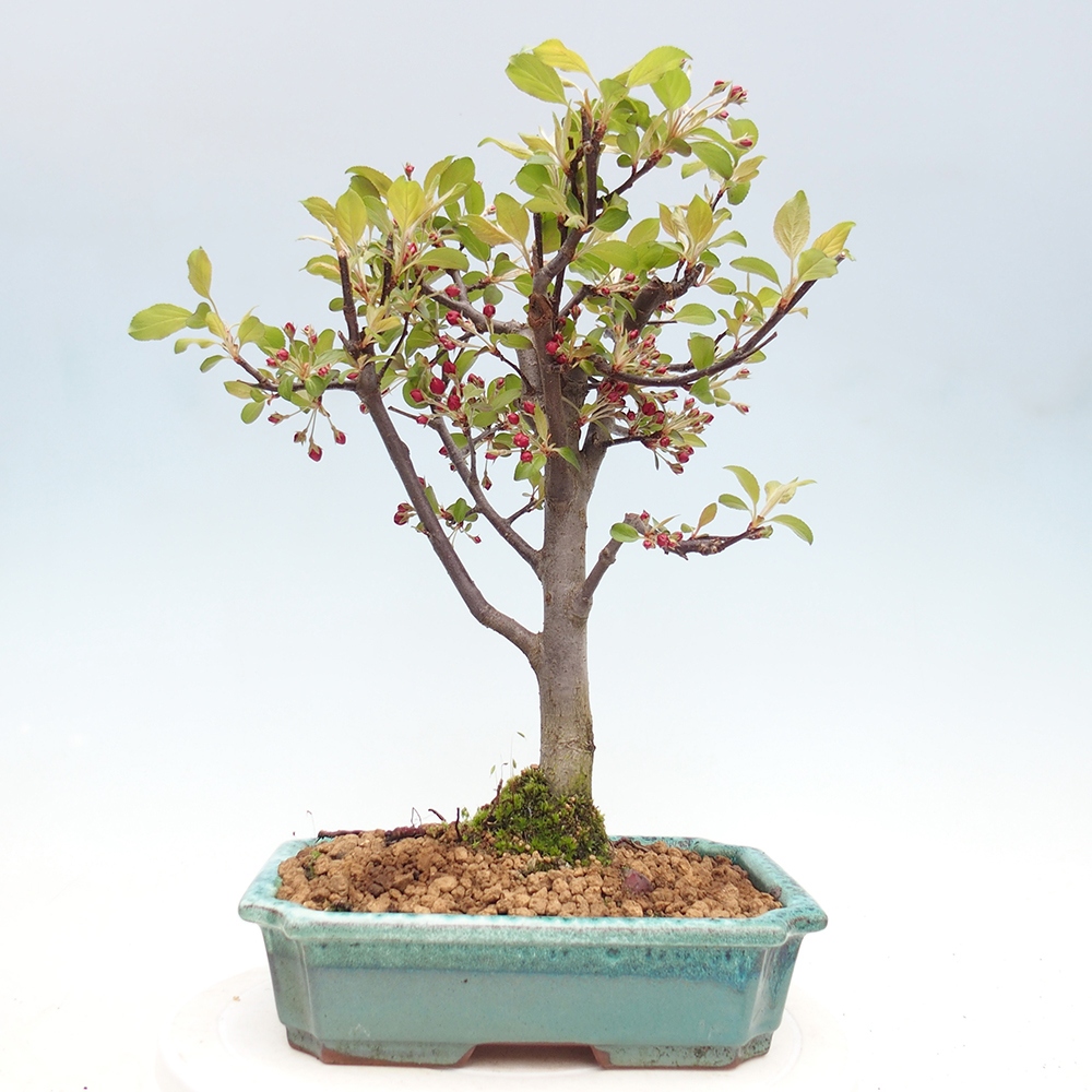 Venkovní bonsai -Malus domestica - Maloplodá jabloň červenolistá