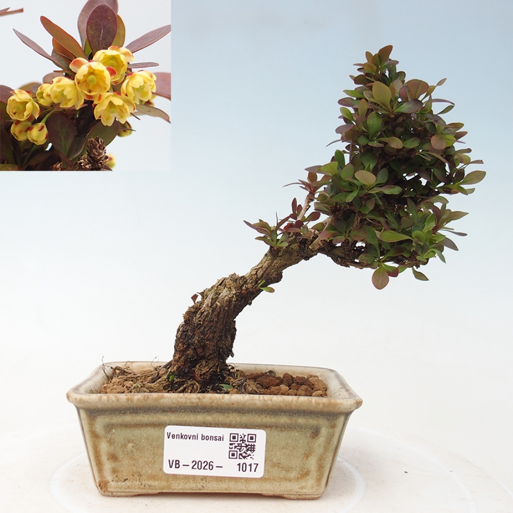 Venkovní bonsai - Berberis Thunbergii Bagatelle - Dřištál