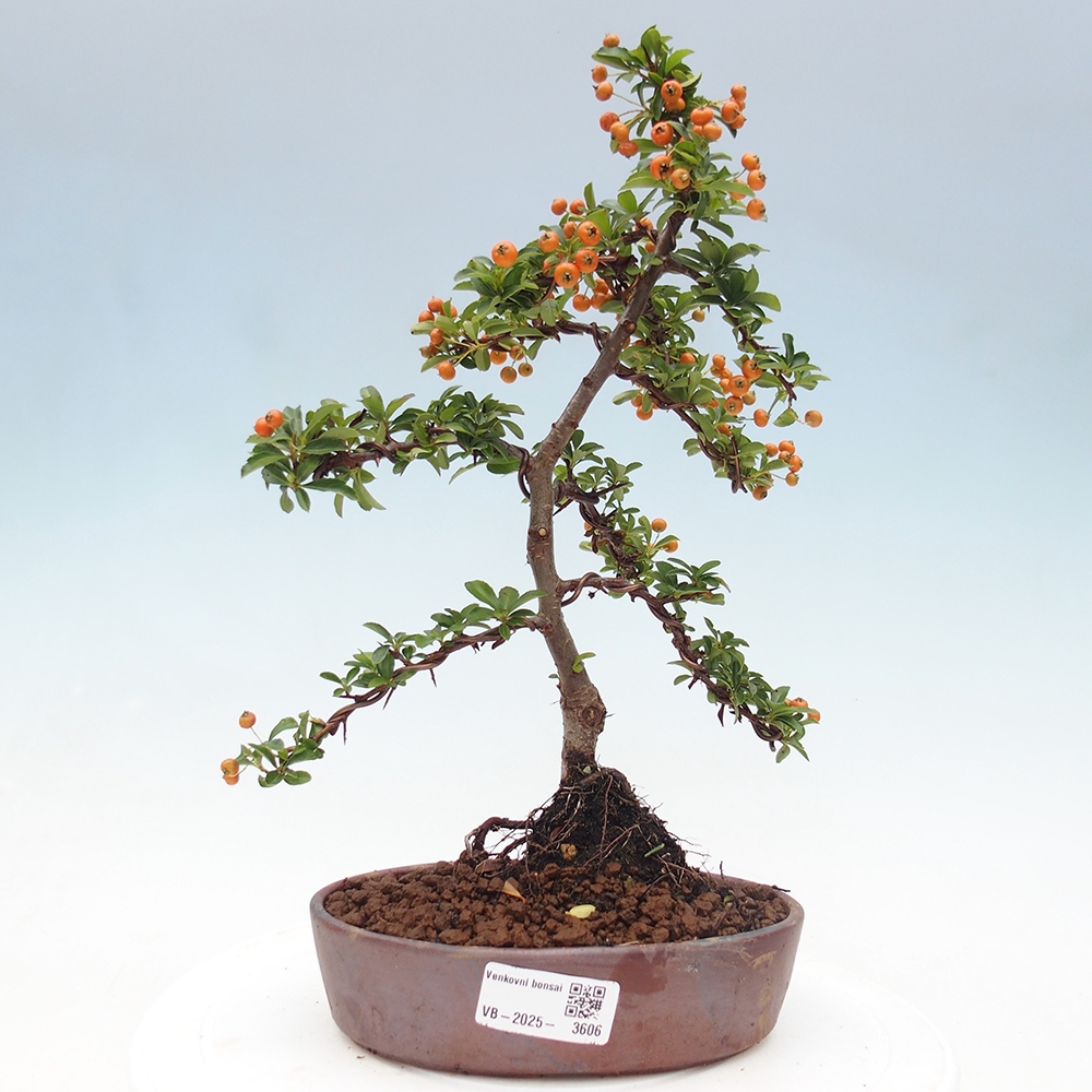 Venkovní bonsai-Pyracanta Teton -Hlohyně