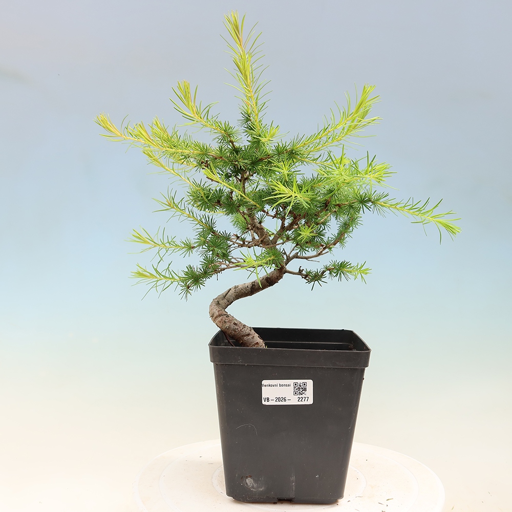 Venkovní bonsai -Larix decidua - Modřín opadavý 