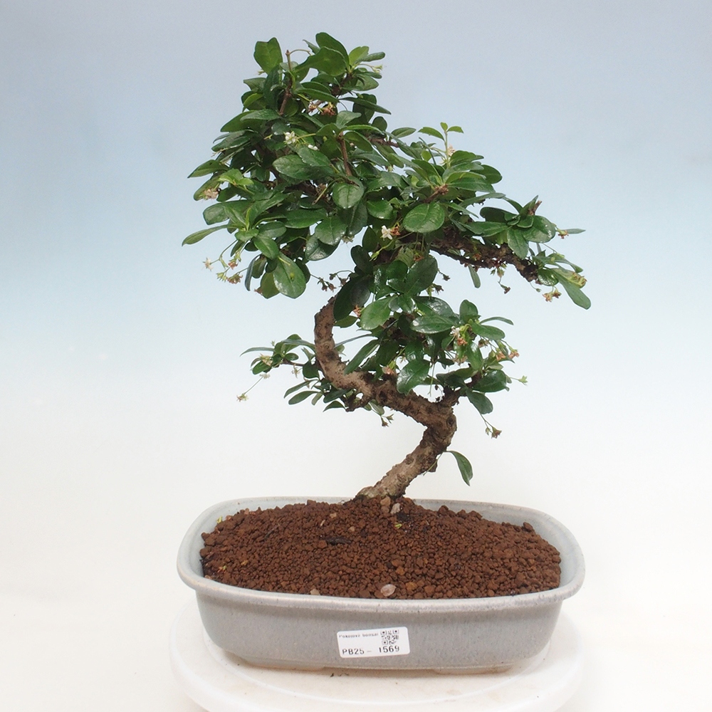 Pokojová bonsai - Carmona macrophylla - Čaj fuki