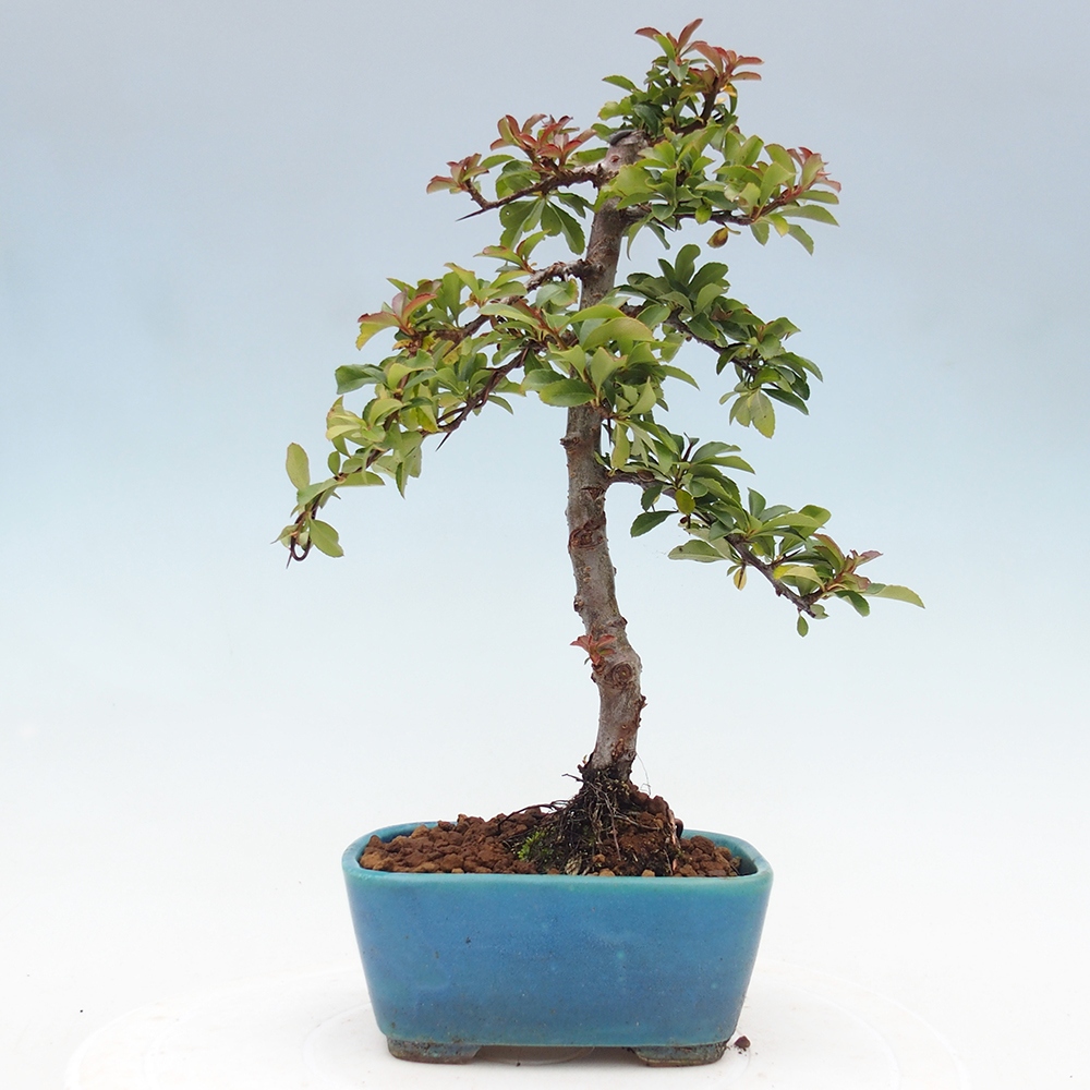 Venkovní bonsai-Pyracanta Teton -Hlohyně
