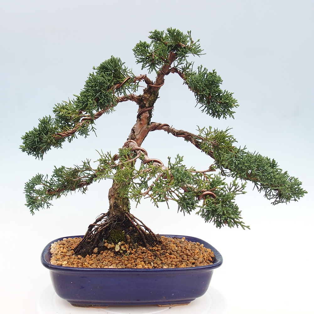 Venkovní bonsai - Juniperus chinensis Kishu -Jalovec čínský
