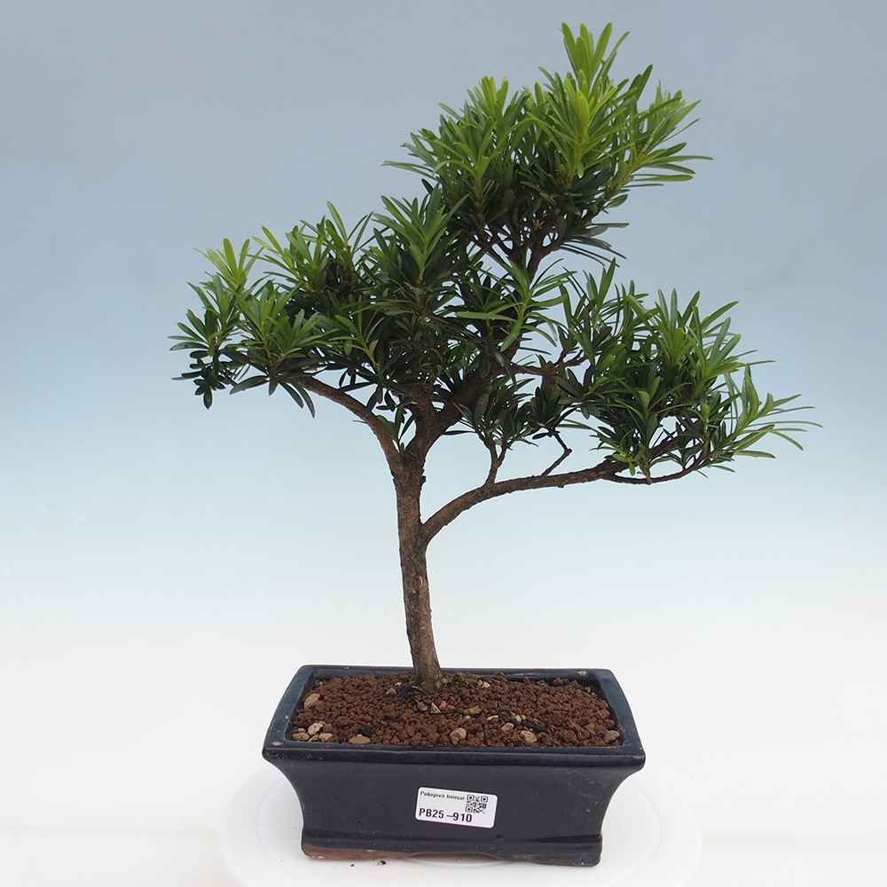 Pokojová bonsai - Podocarpus - Kamenný tis