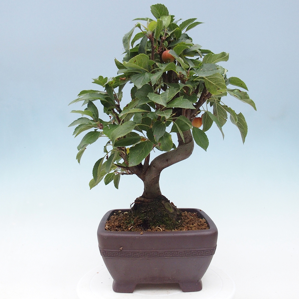 Venkovní bonsai -Malus halliana - Maloplodá jabloň