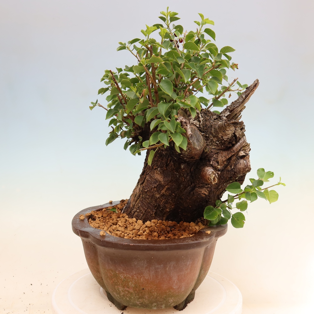 Venkovní bonsai - Mahalebka - Prunus mahaleb