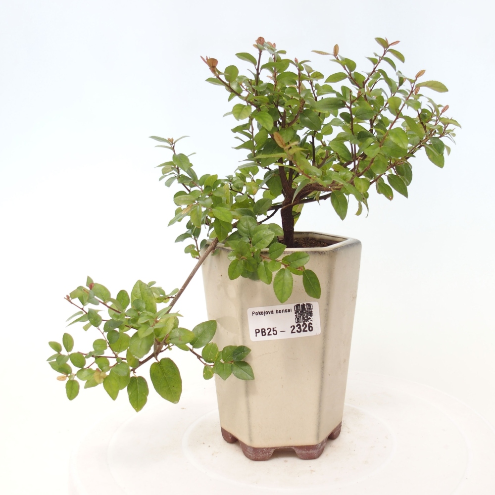 Pokojová bonsai - Sagerécie thea - Sagerécie thea