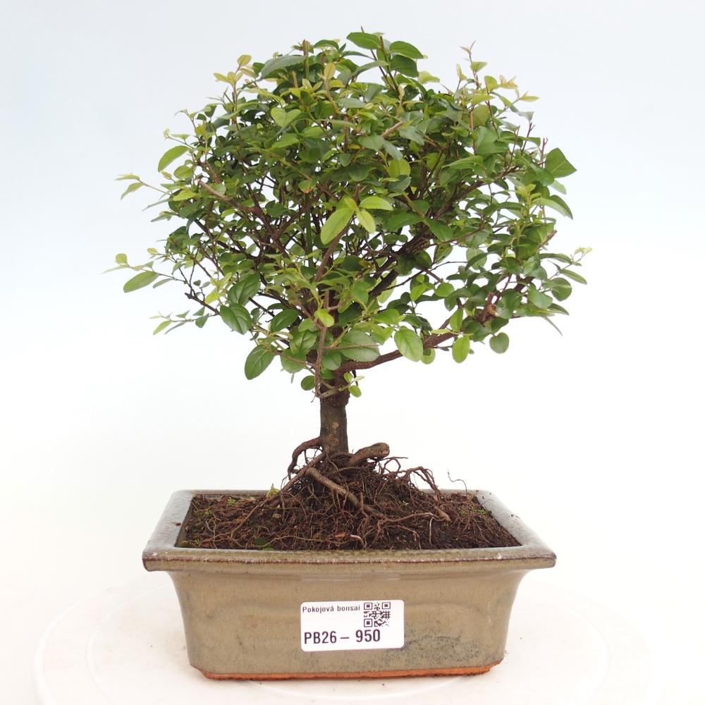Pokojová bonsai - Sagerécie thea - Sagerécie thea